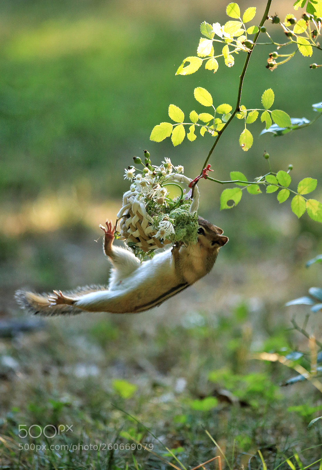 Canon EOS 6D sample photo. Chipmunk photography