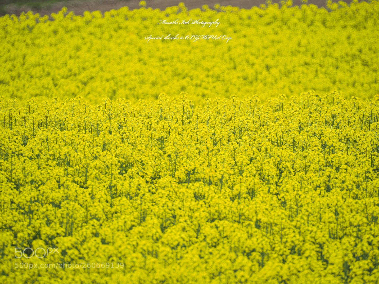 Olympus OM-D E-M1 Mark II sample photo. Yellow world photography