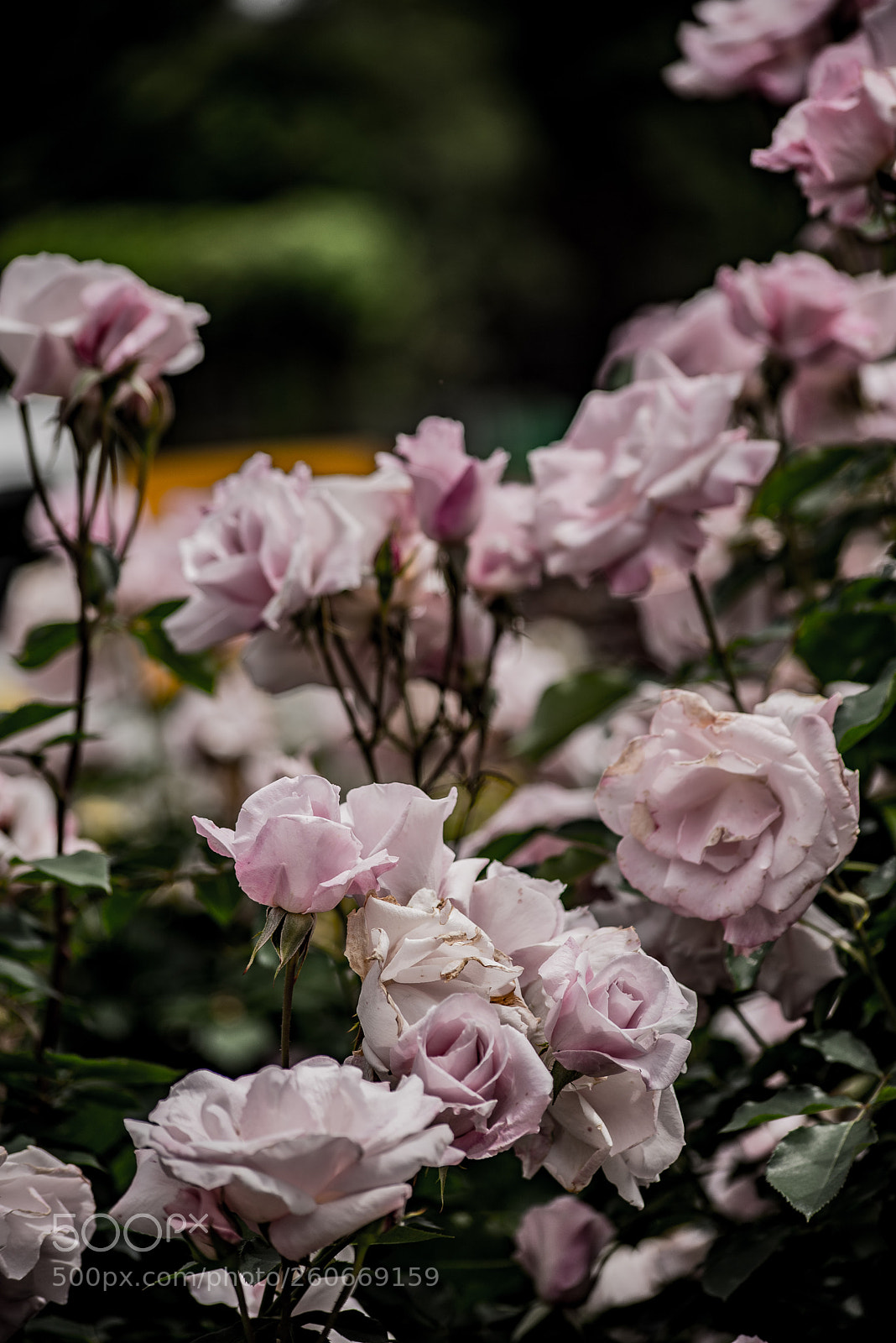 Nikon D750 sample photo. Untitled photography