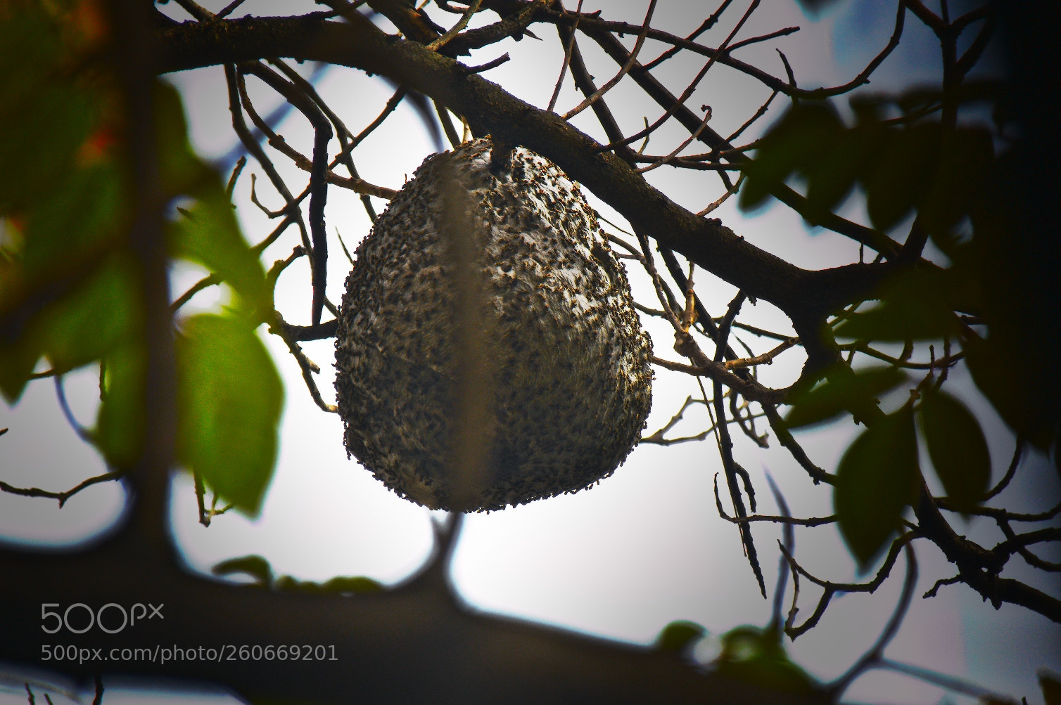 Nikon D3200 sample photo. Beehive (2) photography