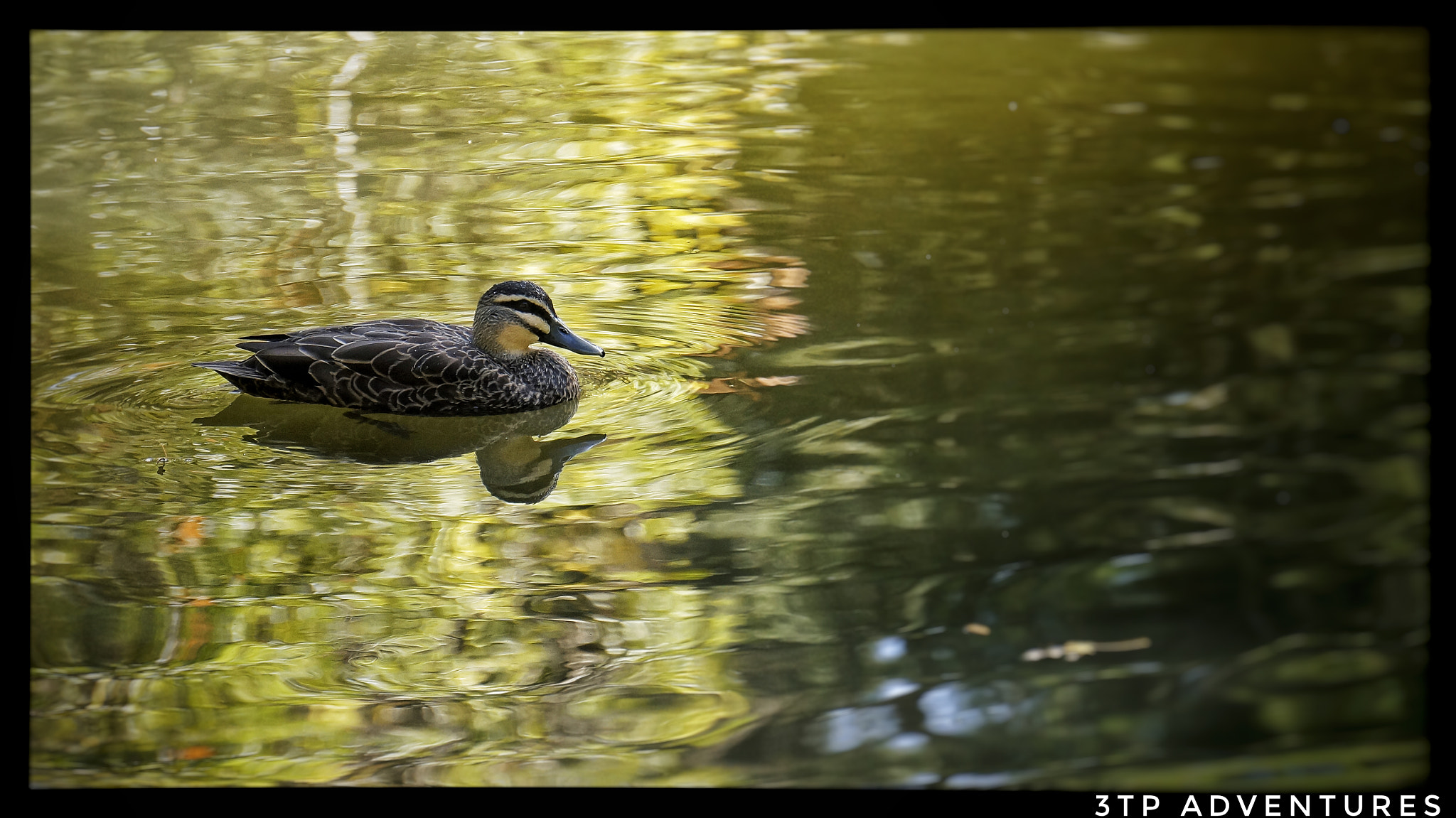 Sony Alpha NEX-5N sample photo