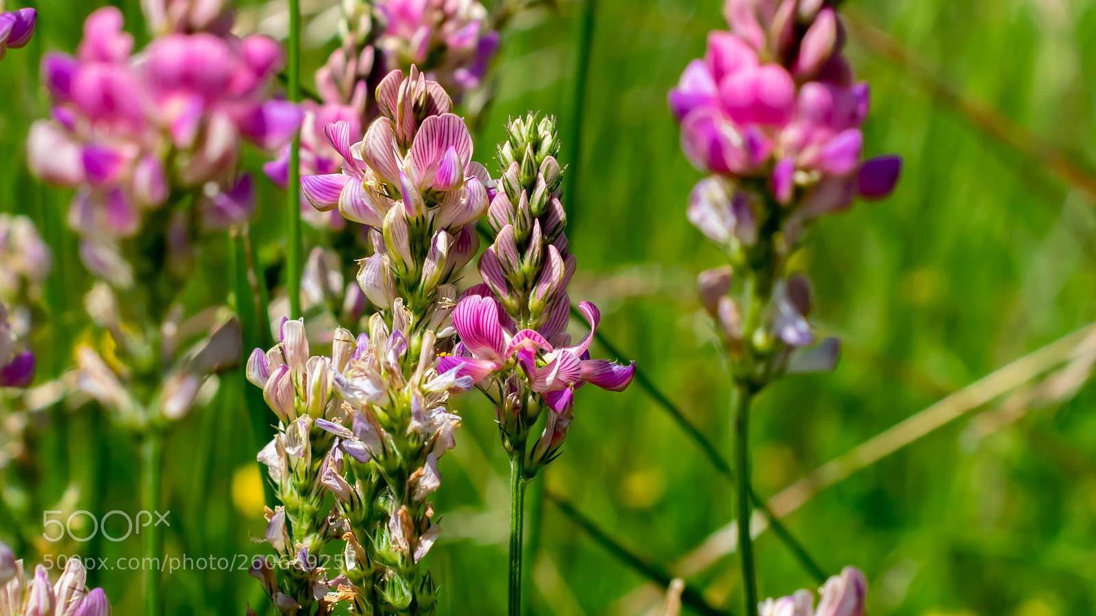 Nikon D5300 sample photo. Flower power im limpachtal photography