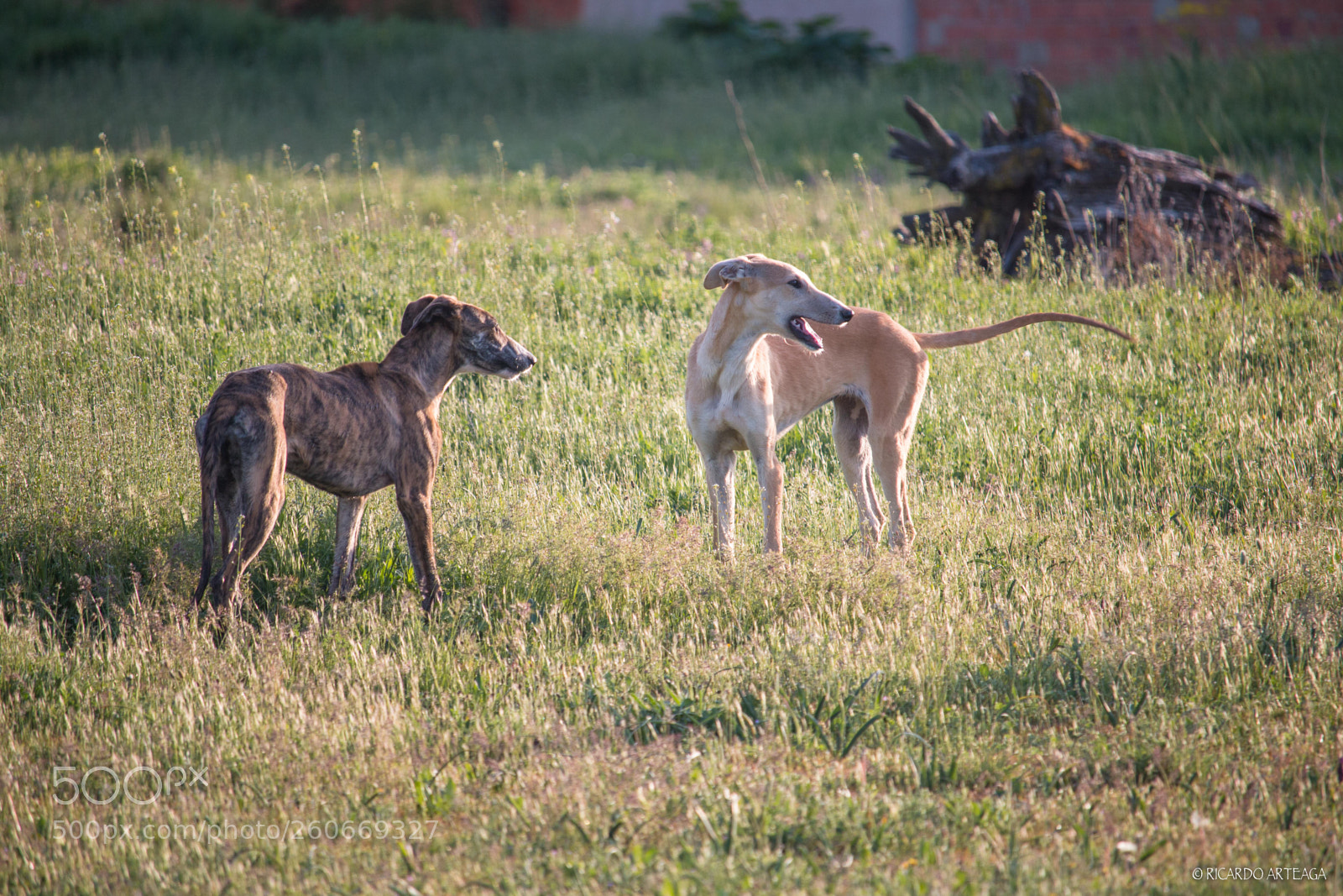 Canon EOS 70D sample photo. Greyhound puppies photography