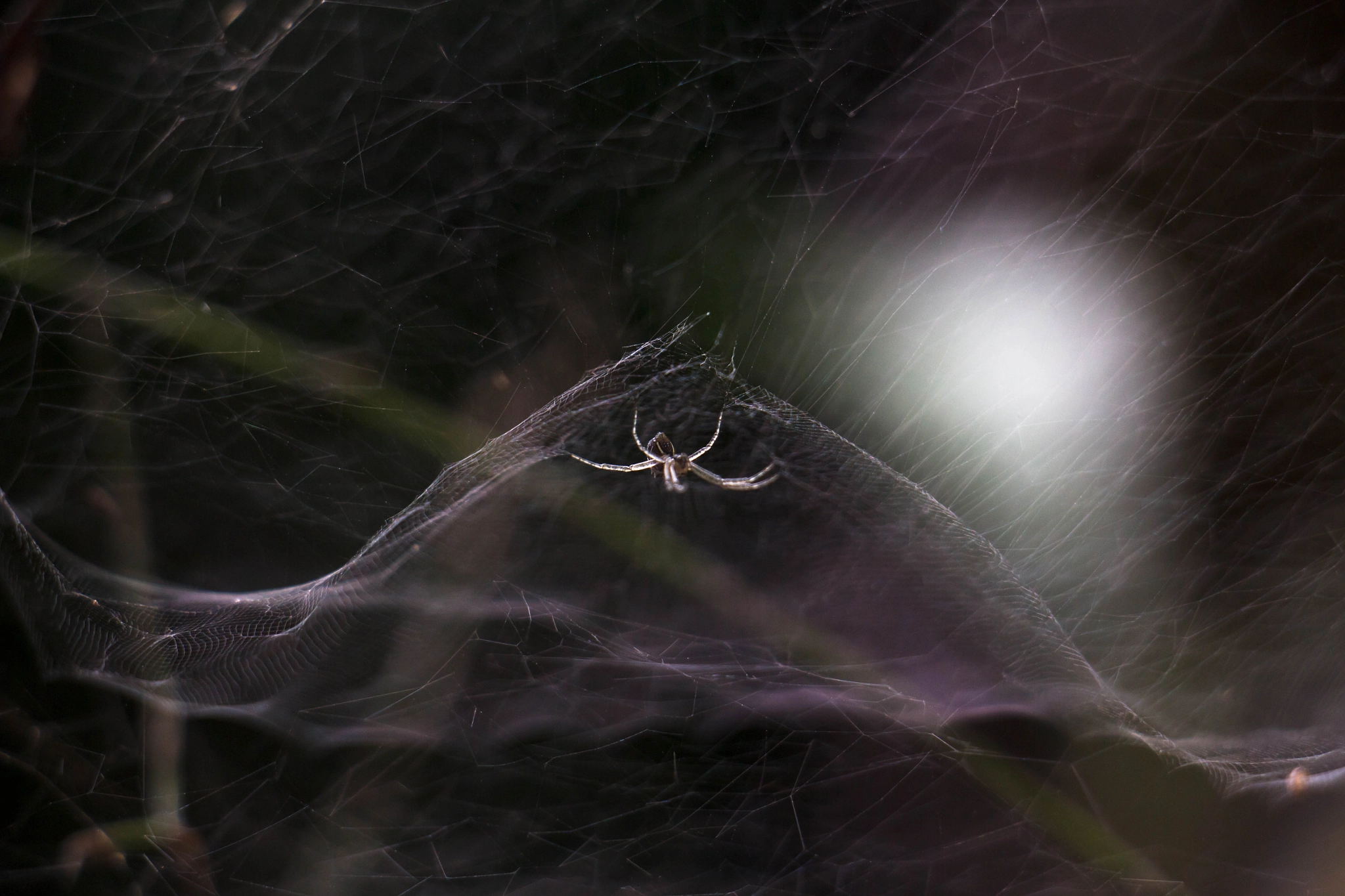 Canon EOS 700D (EOS Rebel T5i / EOS Kiss X7i) sample photo. Spider web photography