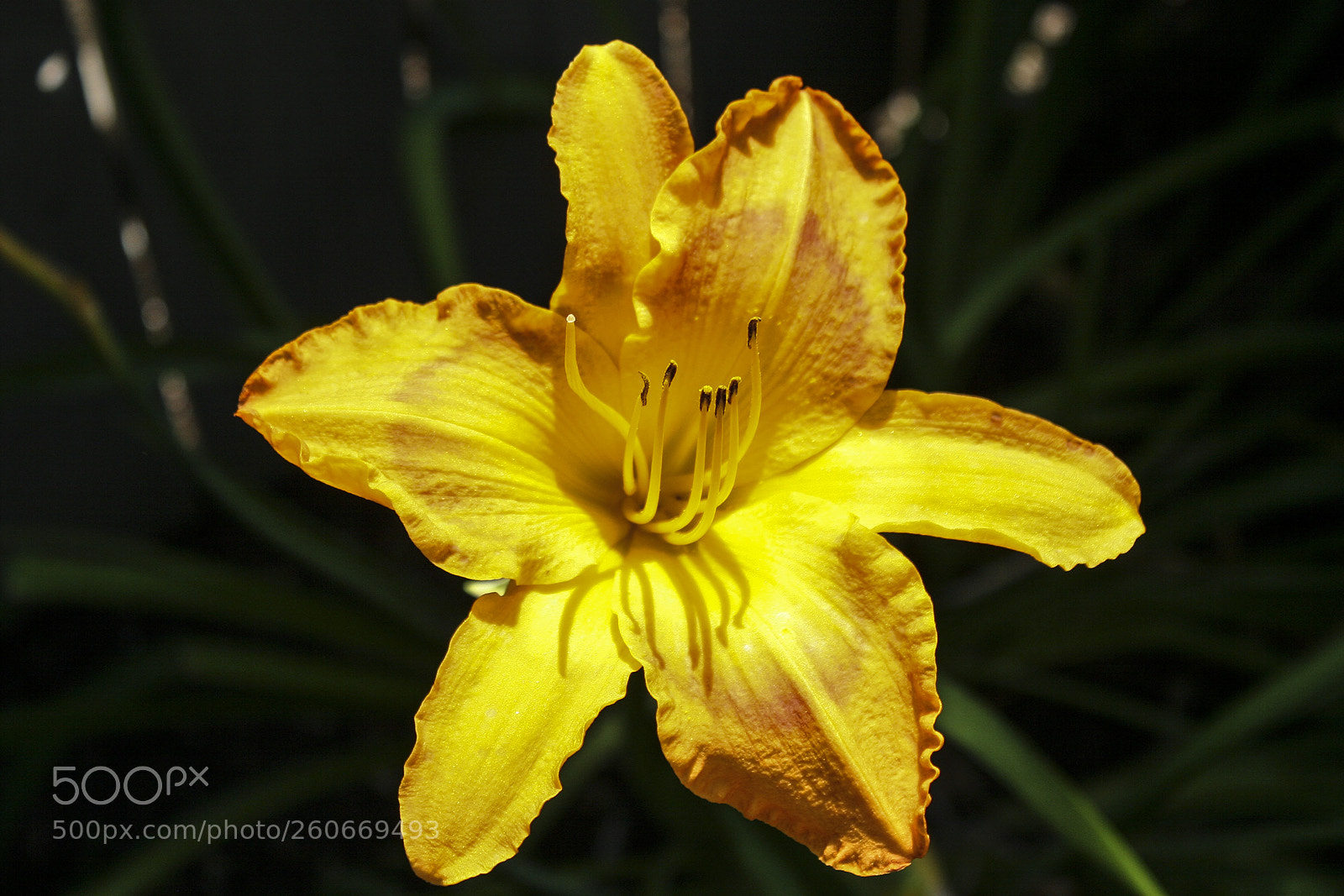 Canon EOS 20D sample photo. Stella de oro photography