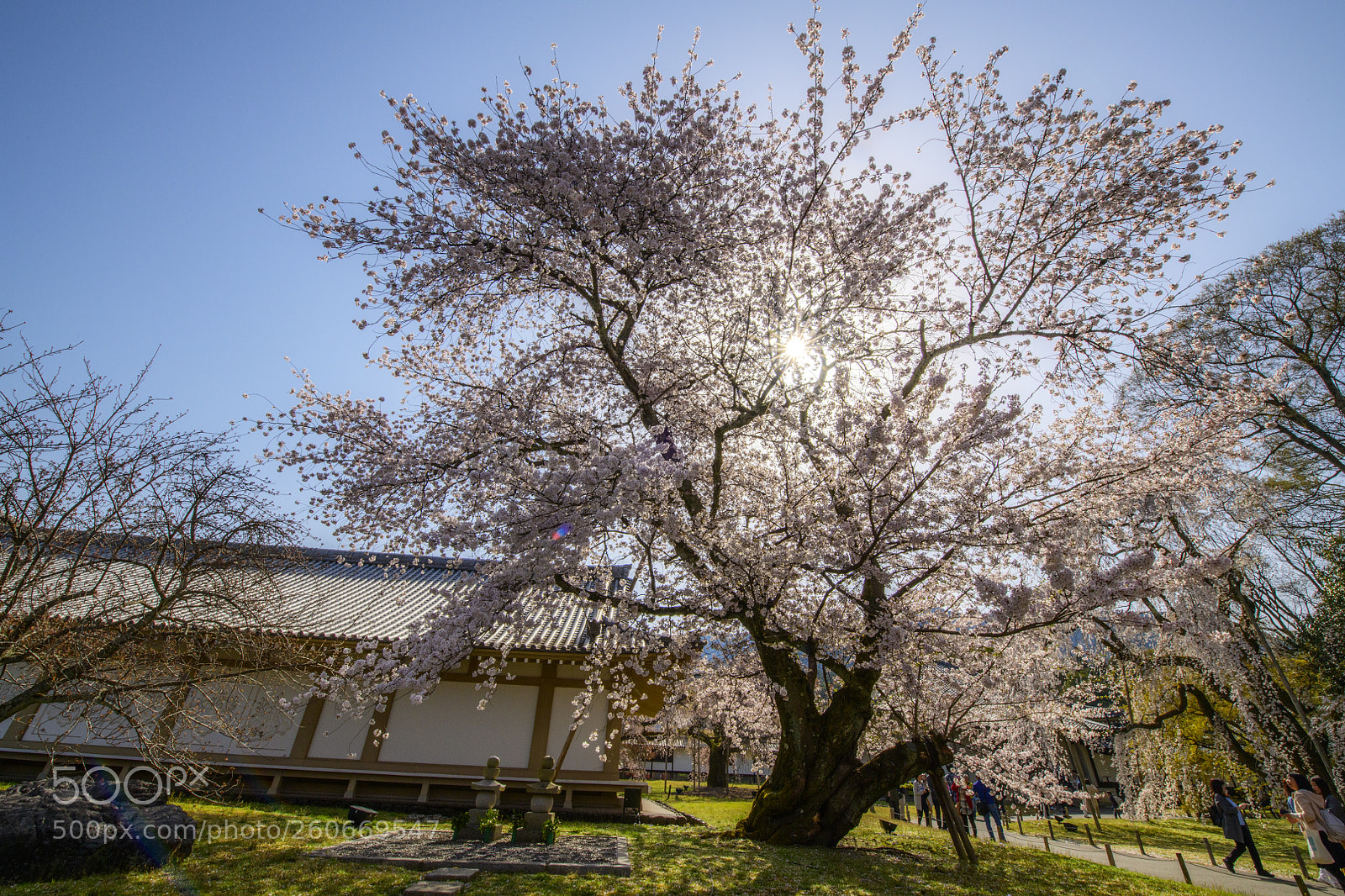 Nikon D850 sample photo. Daigoji temple sakura 醍醐寺櫻花 photography
