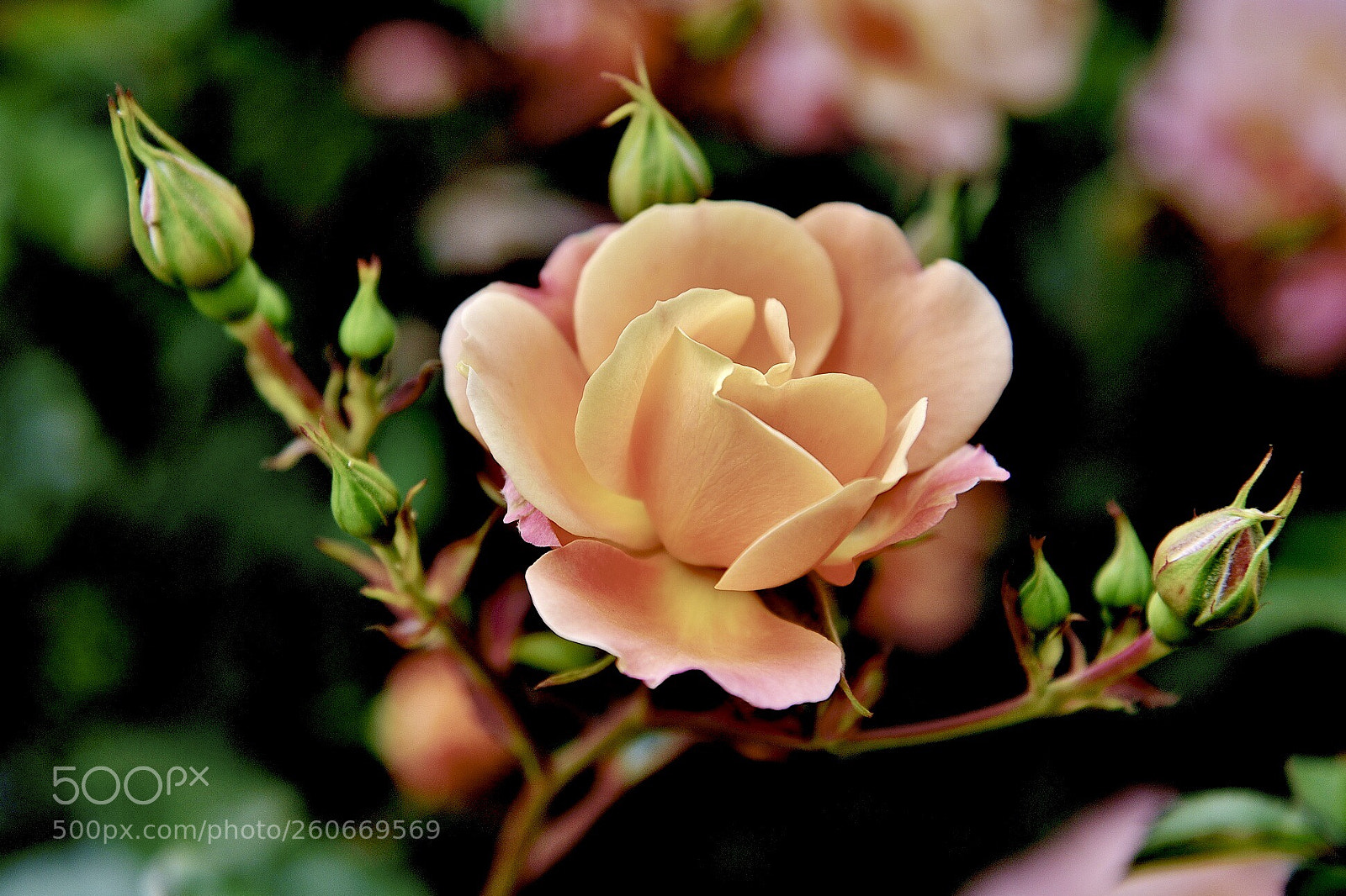 Nikon D750 sample photo. Yellow rose photography