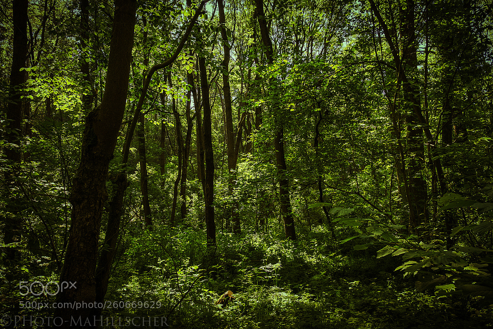 Fujifilm X-T2 sample photo. I love green photography