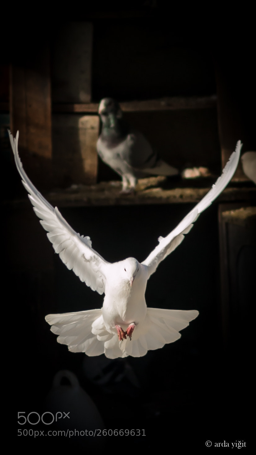 Canon EOS 70D sample photo. Dove photography