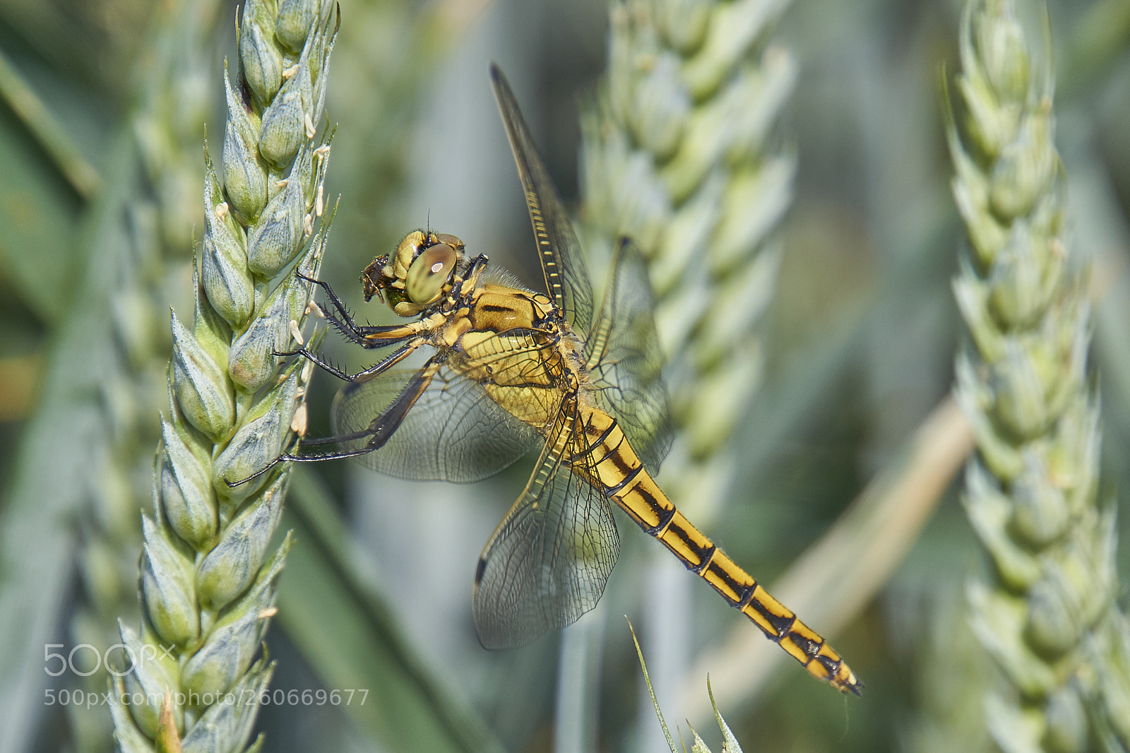 Sony a6000 sample photo. Libelle -  dragon-fly photography