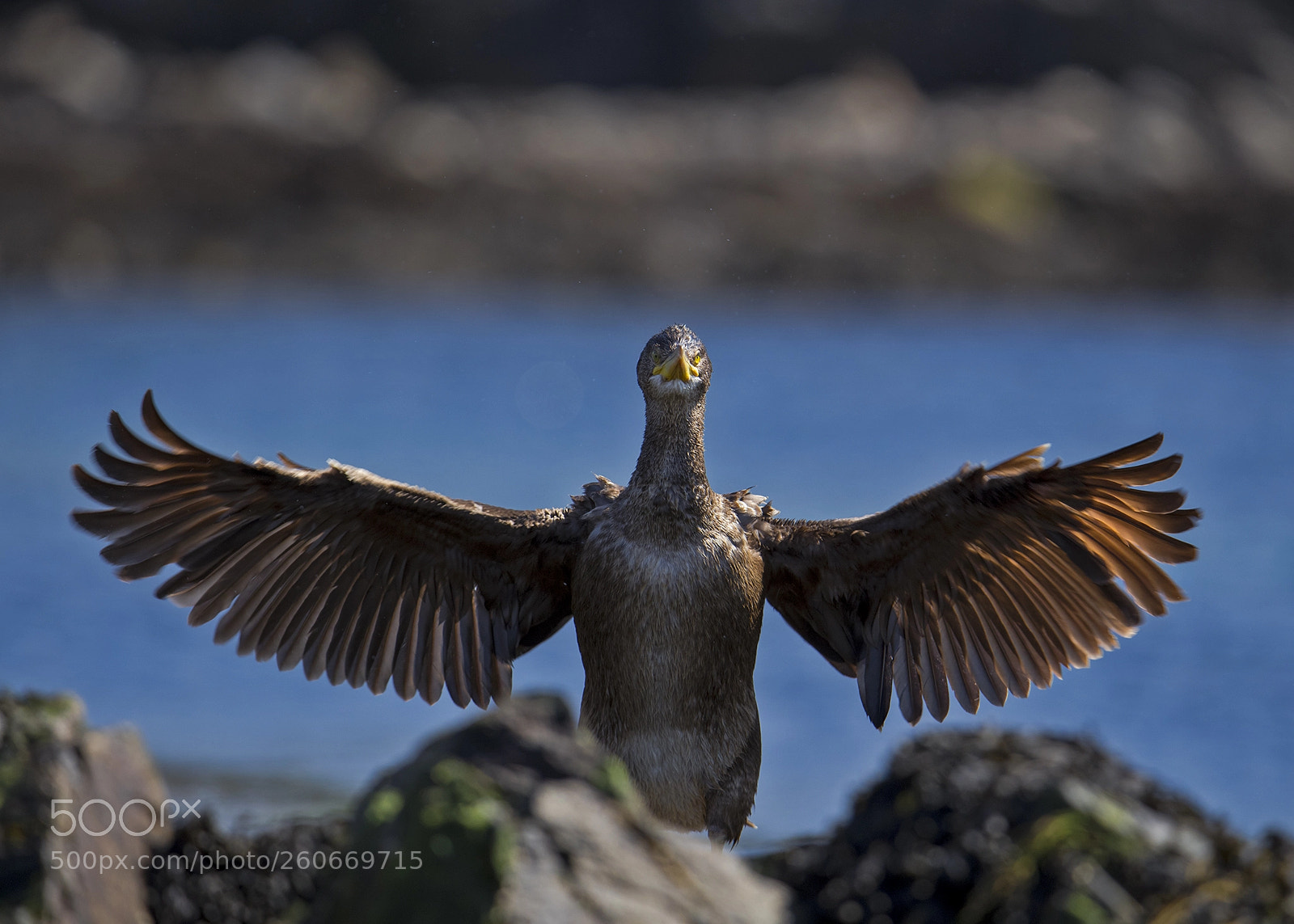 Canon EOS 6D sample photo. Cormorant/skarv photography