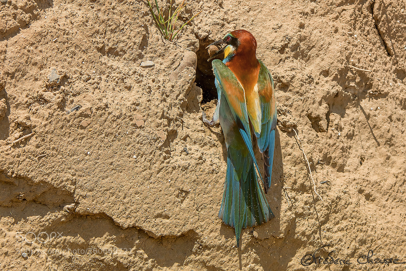 Nikon D800E sample photo. Merops apiaster photography