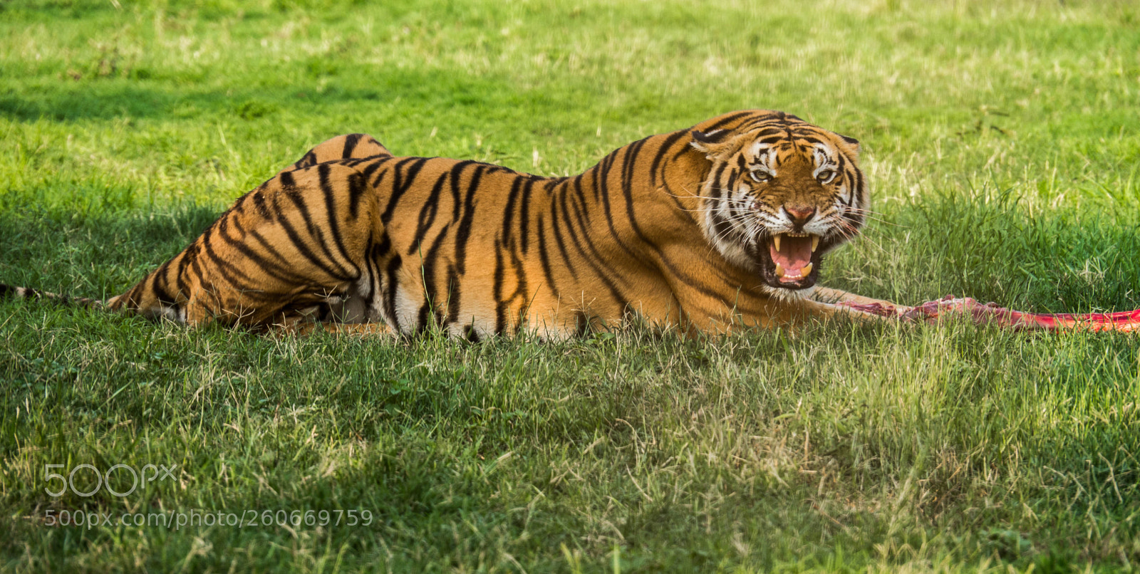 Panasonic Lumix DMC-GH3 sample photo. Angry tiger photography