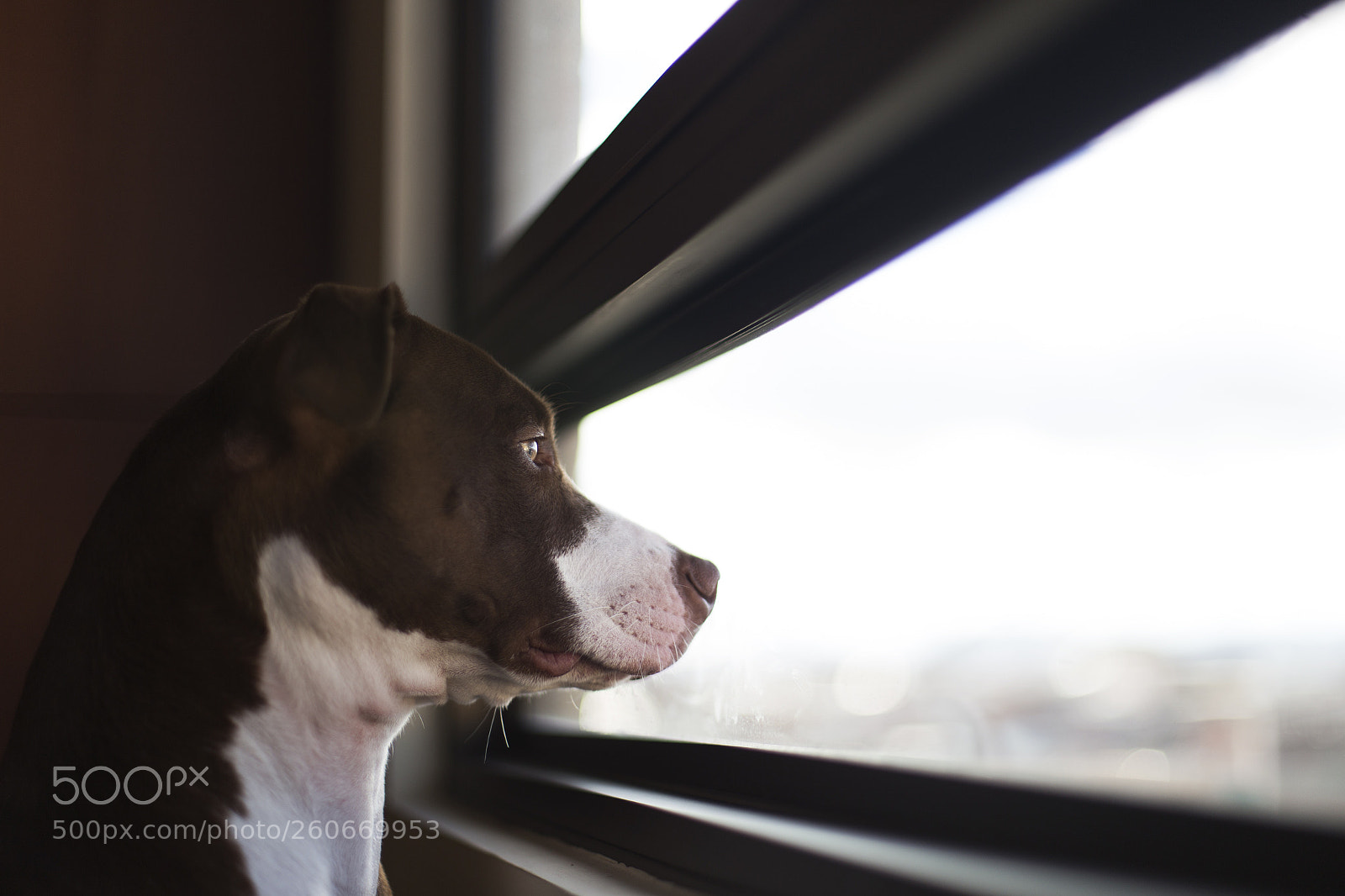 Canon EOS 6D sample photo. Looking by the window photography