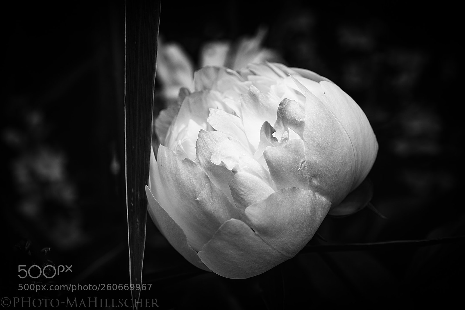 Fujifilm X-T2 sample photo. Pfingstrose (paeonia) photography