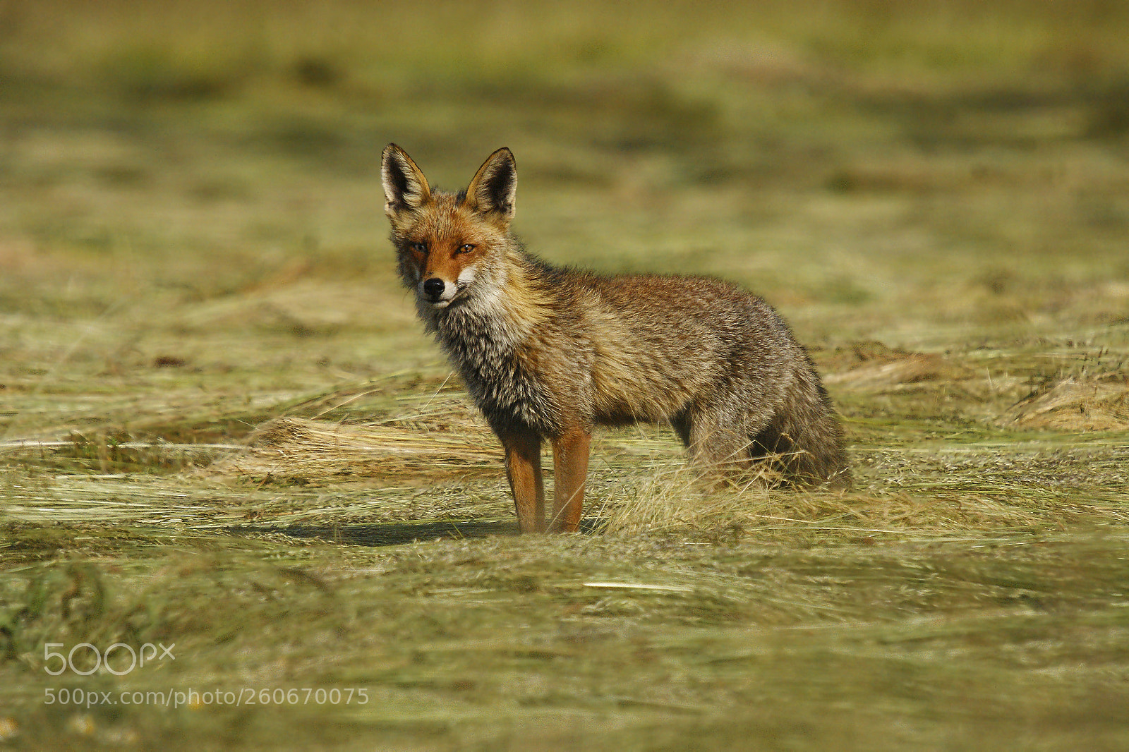 Sony Alpha DSLR-A350 sample photo. A fox vulpes vulpes photography