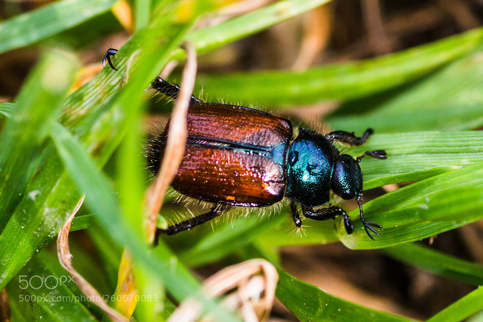 Canon EOS 700D (EOS Rebel T5i / EOS Kiss X7i) sample photo. Cockchafer beetle. photography