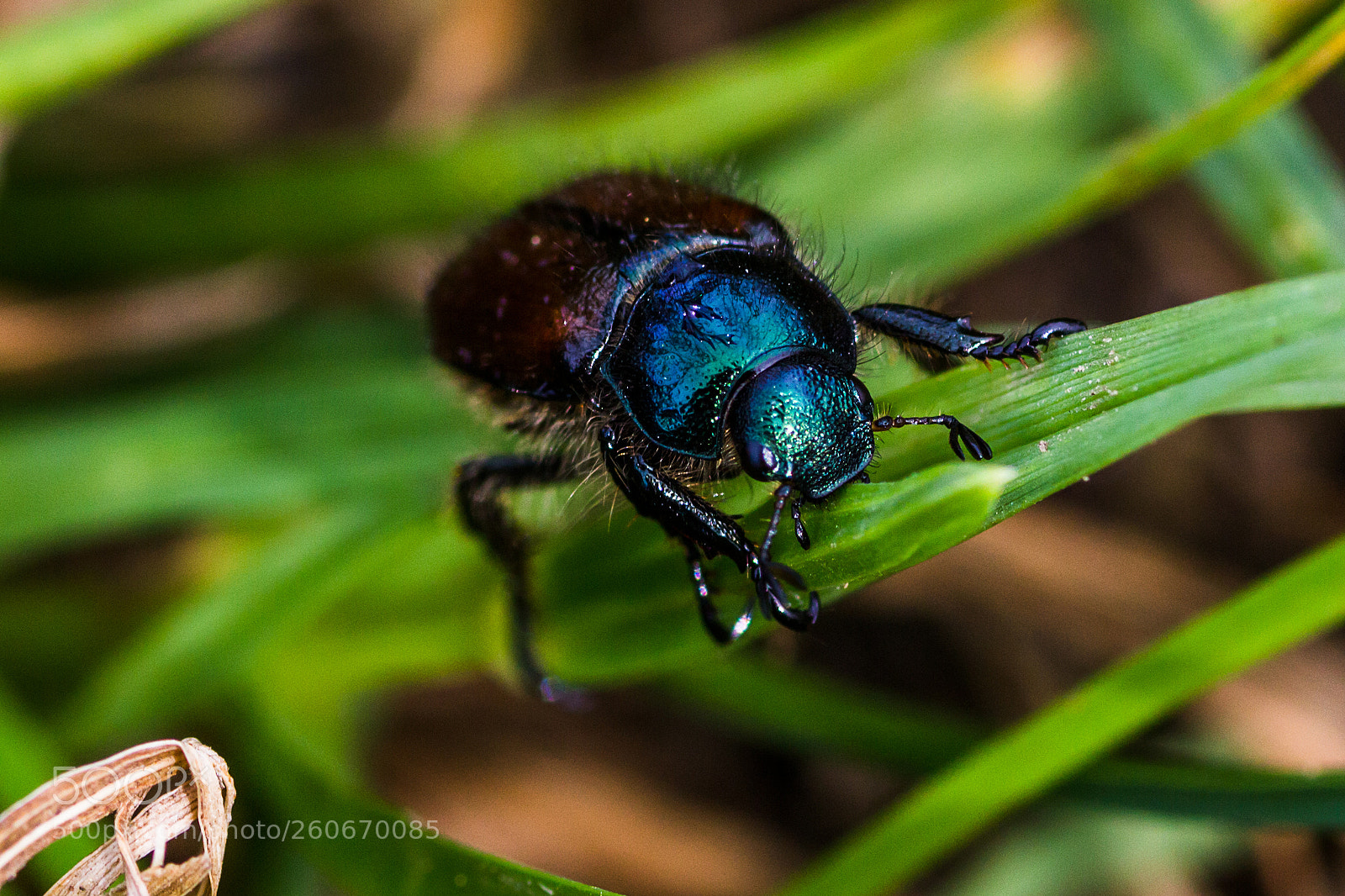Canon EOS 700D (EOS Rebel T5i / EOS Kiss X7i) sample photo. Cockchafer beetle. photography