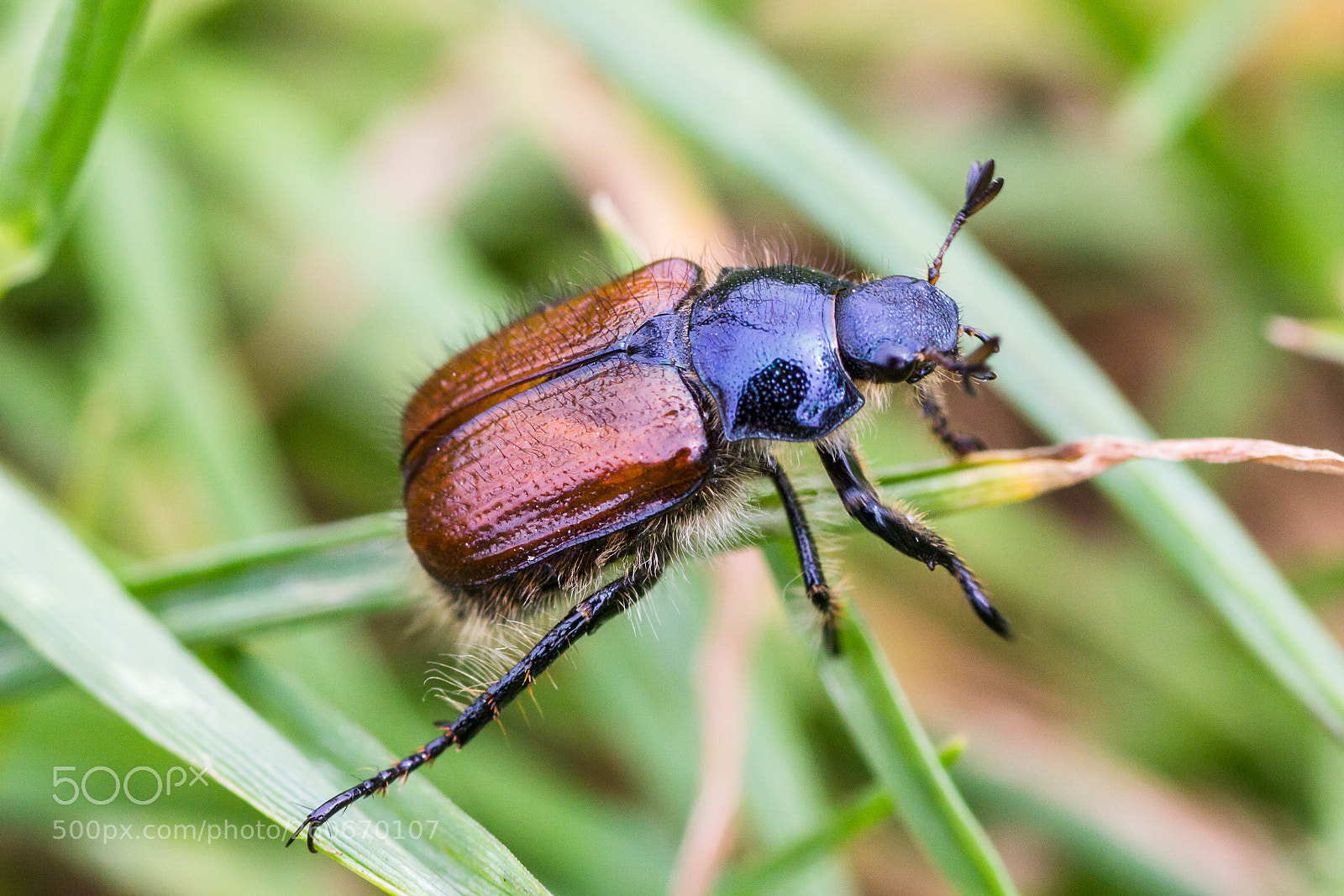 Canon EOS 700D (EOS Rebel T5i / EOS Kiss X7i) sample photo. Cockchafer beetle. photography