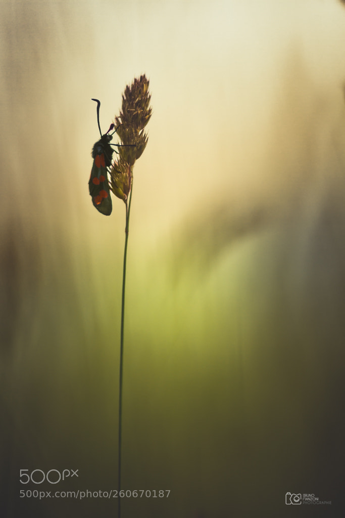 Canon EOS 7D sample photo. Zyg ne de la photography