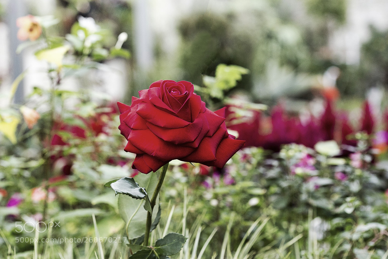 Canon EOS 6D sample photo. Pe photography