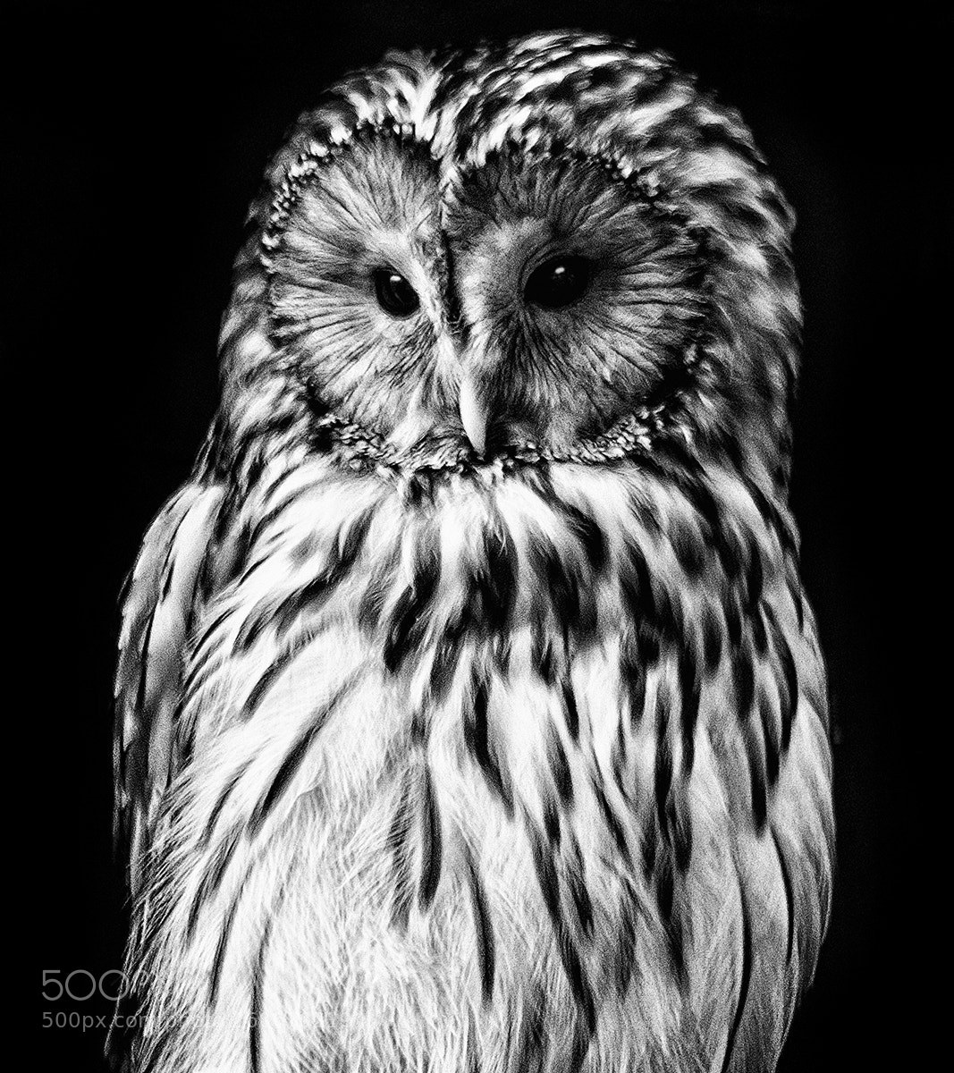 Fujifilm X-T2 sample photo. Ural owl (strix uralensis) photography