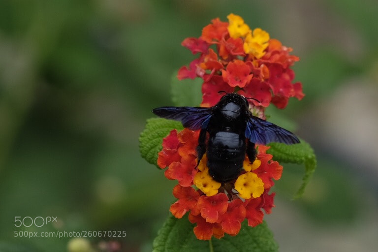Fujifilm X-T10 sample photo. Bumblebee  photography