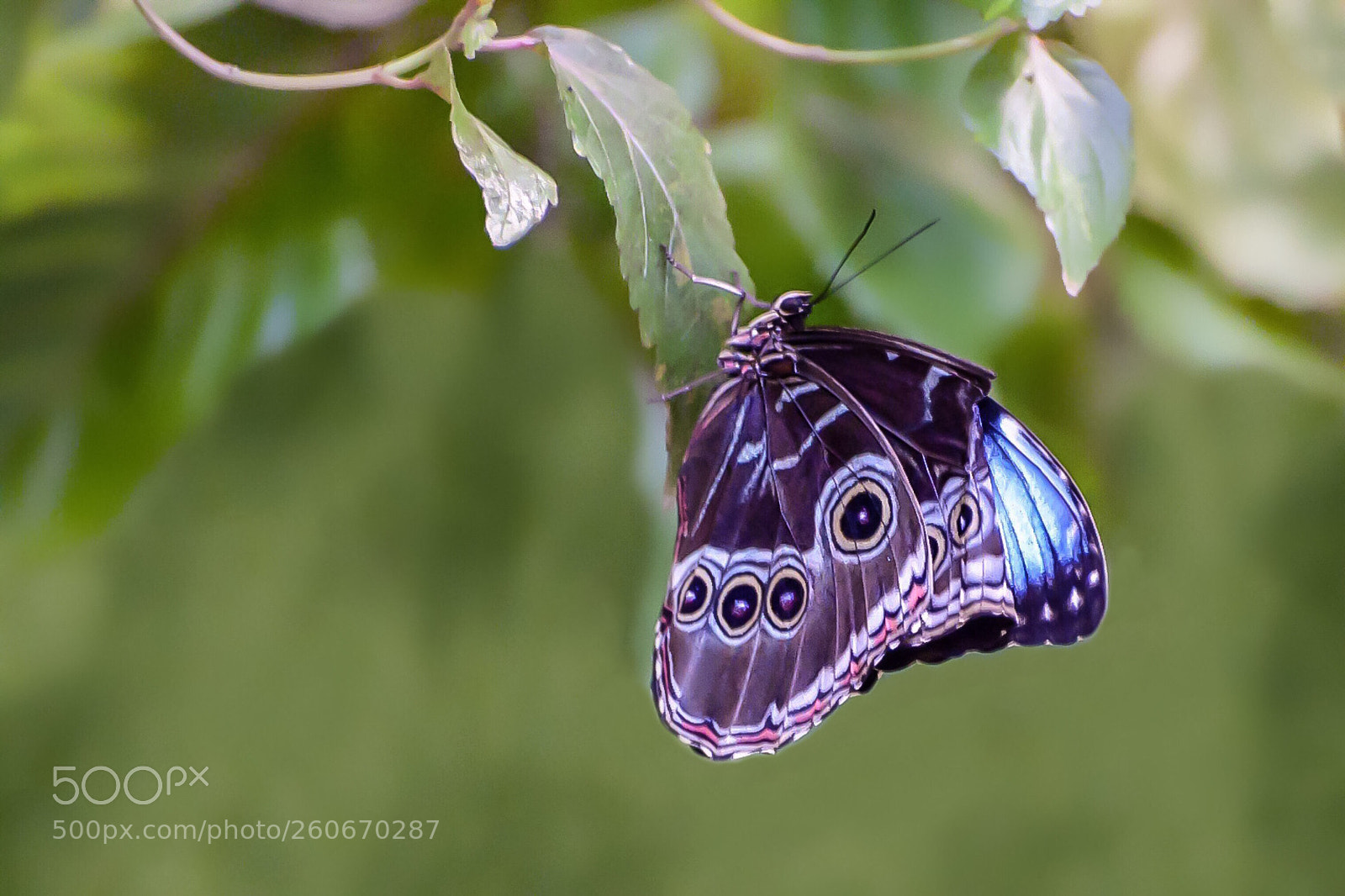 Nikon D610 sample photo. Blue morpho butterfly photography