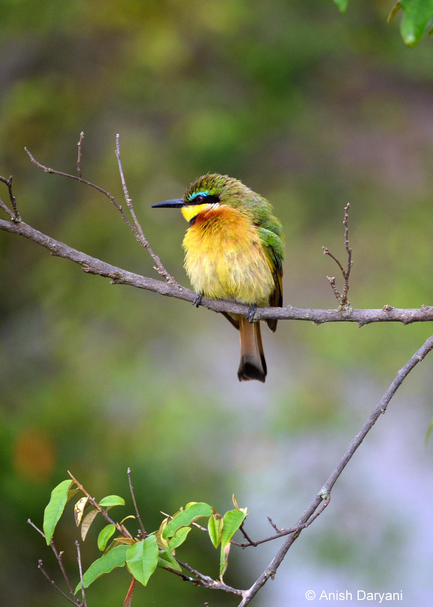 Nikon D5100 sample photo. Little bee eater at masai mara photography