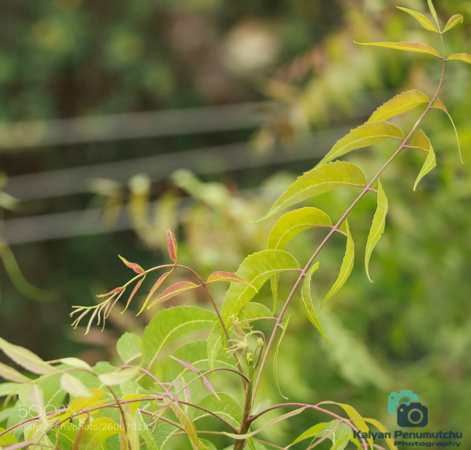 Canon EOS 760D (EOS Rebel T6s / EOS 8000D) sample photo. Neem tree stem photography