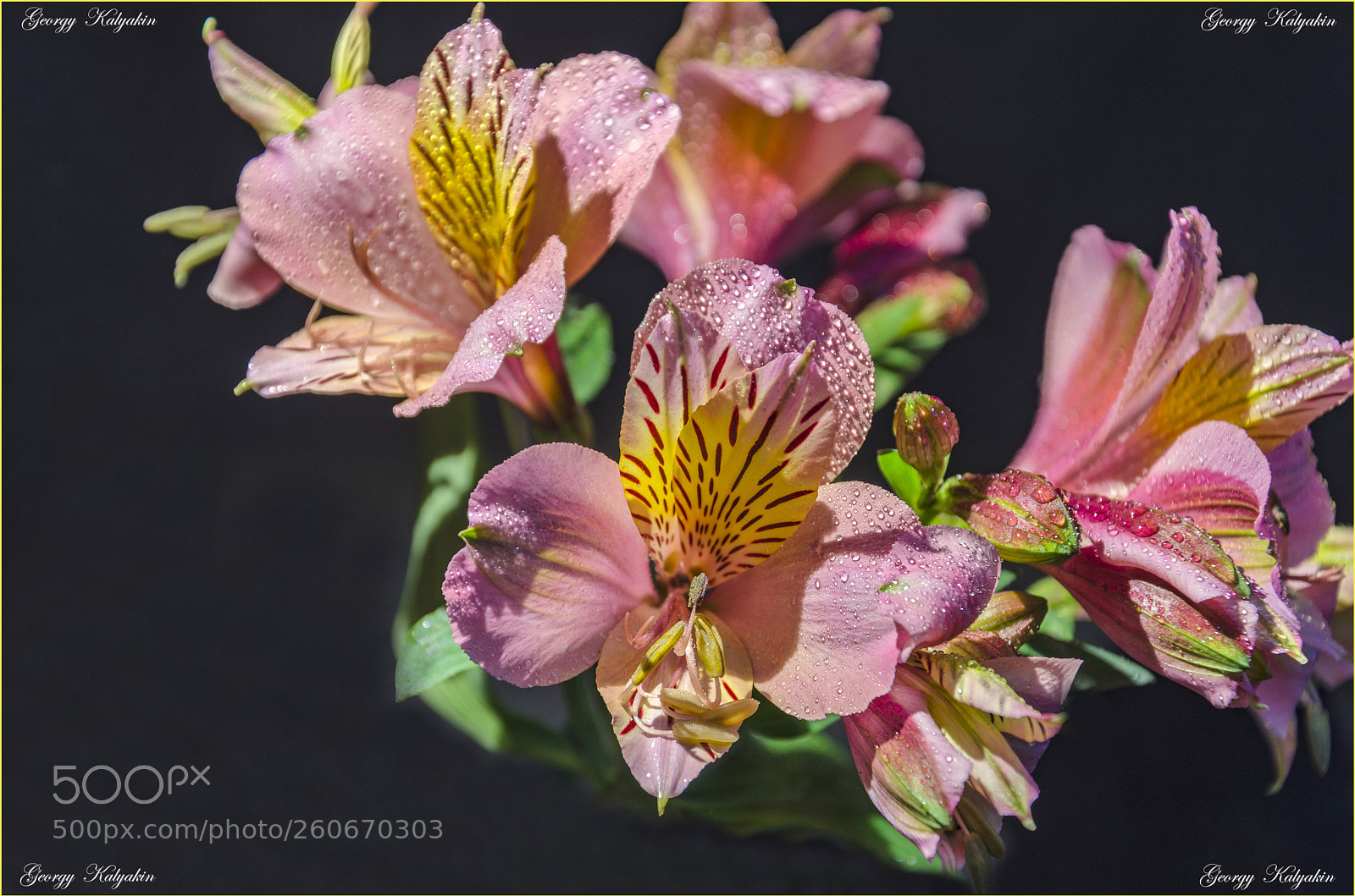 Nikon D7000 sample photo. цветы photography