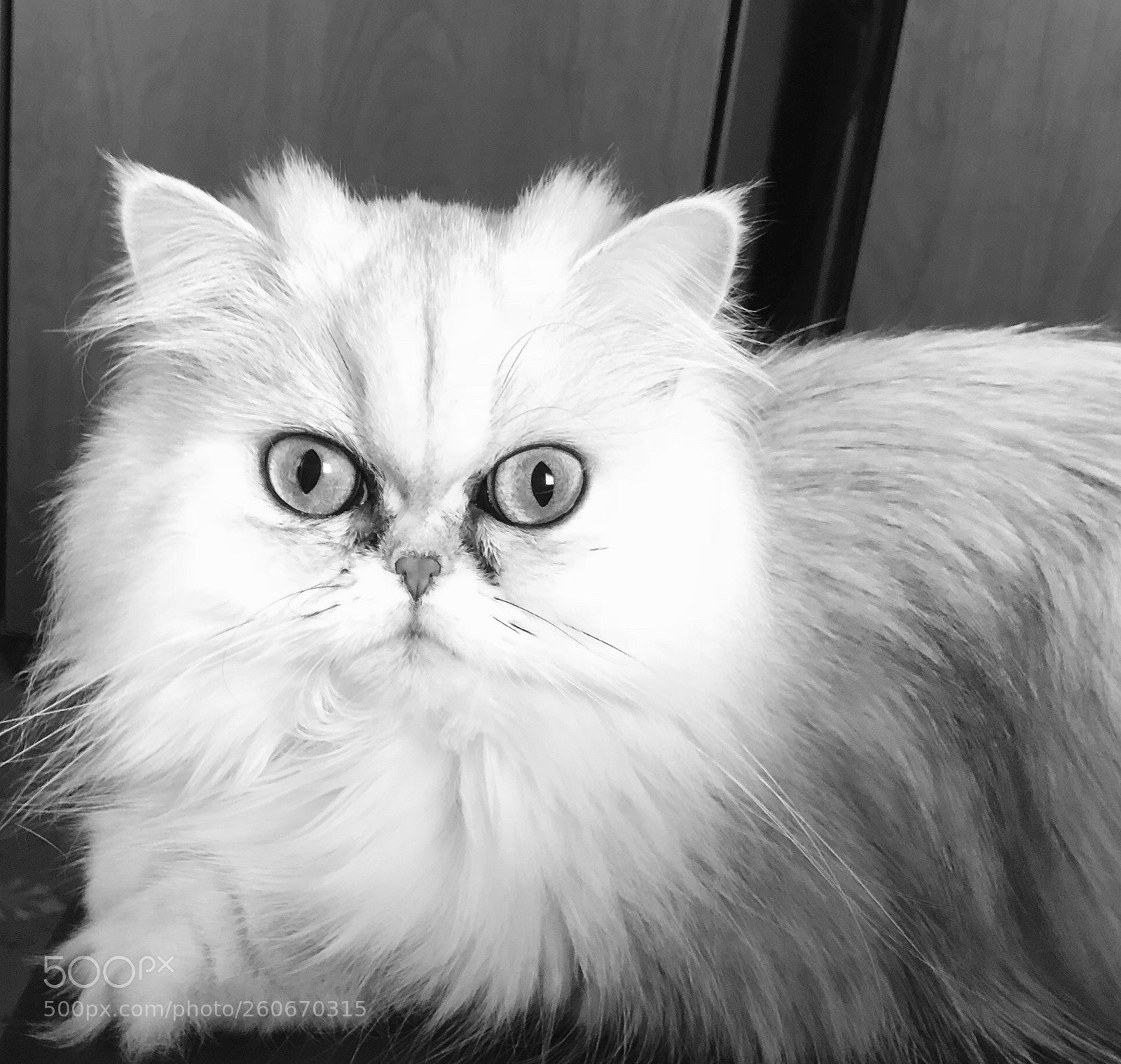 Apple iPhone X sample photo. Innocence photography