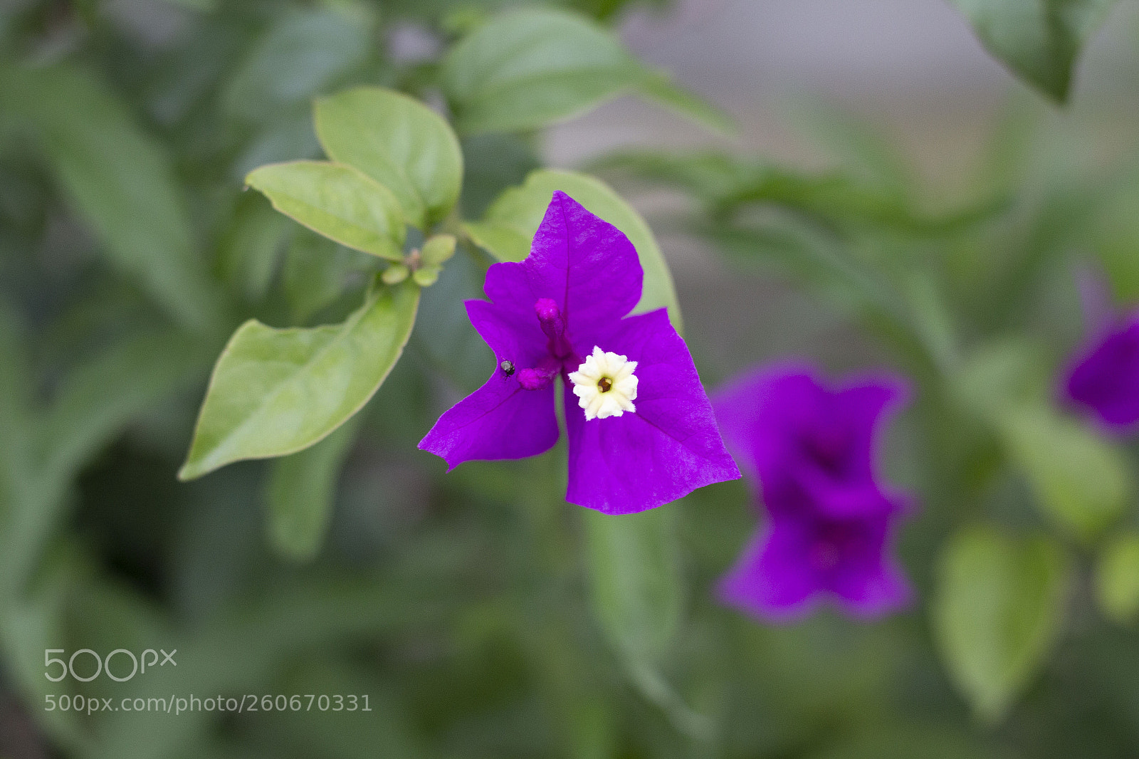 Canon EOS 70D sample photo. Untitled photography