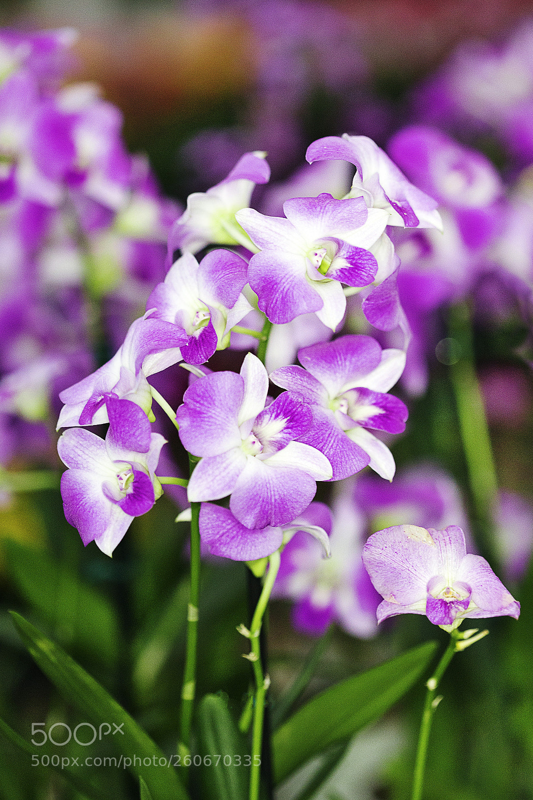 Canon EOS 6D sample photo. Img photography