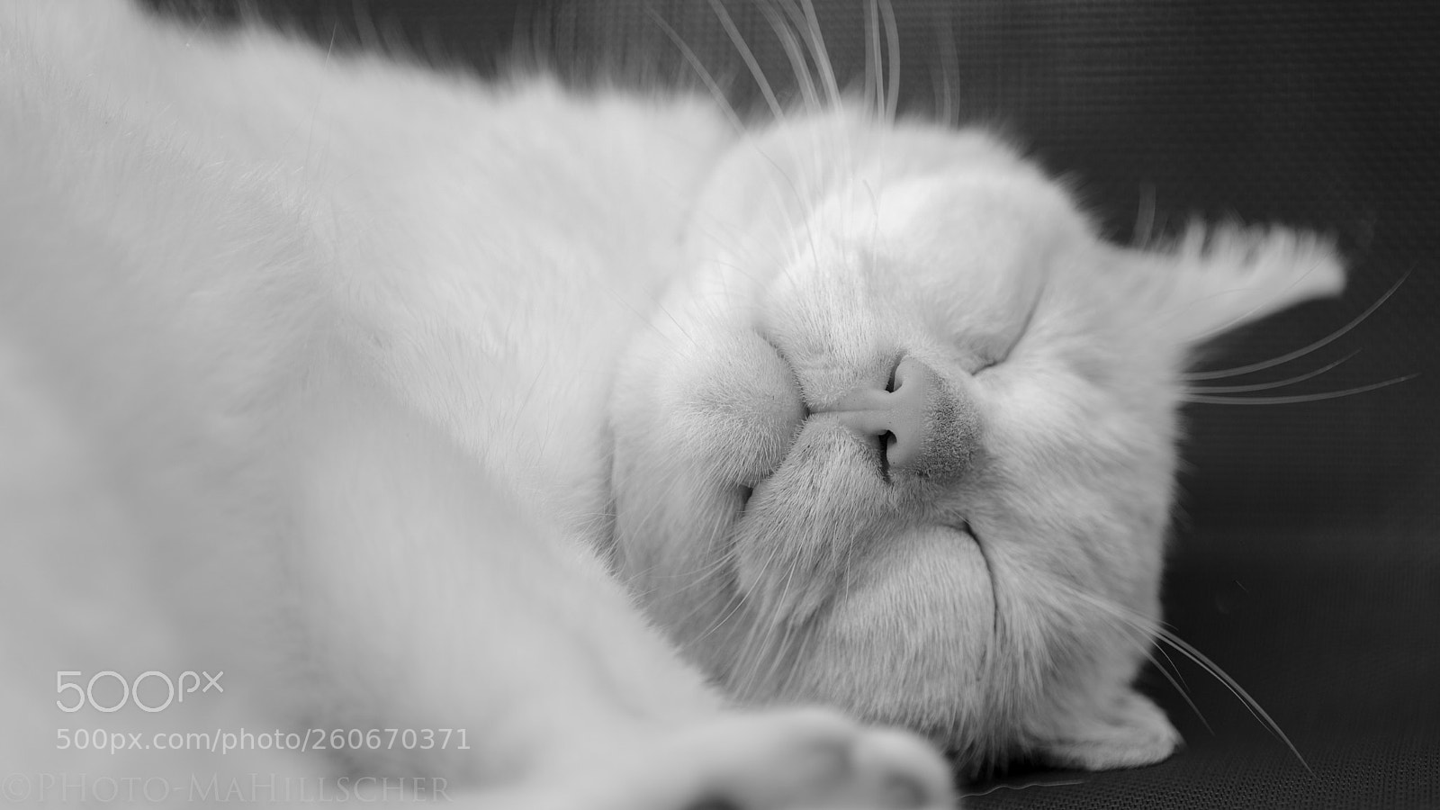 Fujifilm X-T2 sample photo. My old tomcat photography
