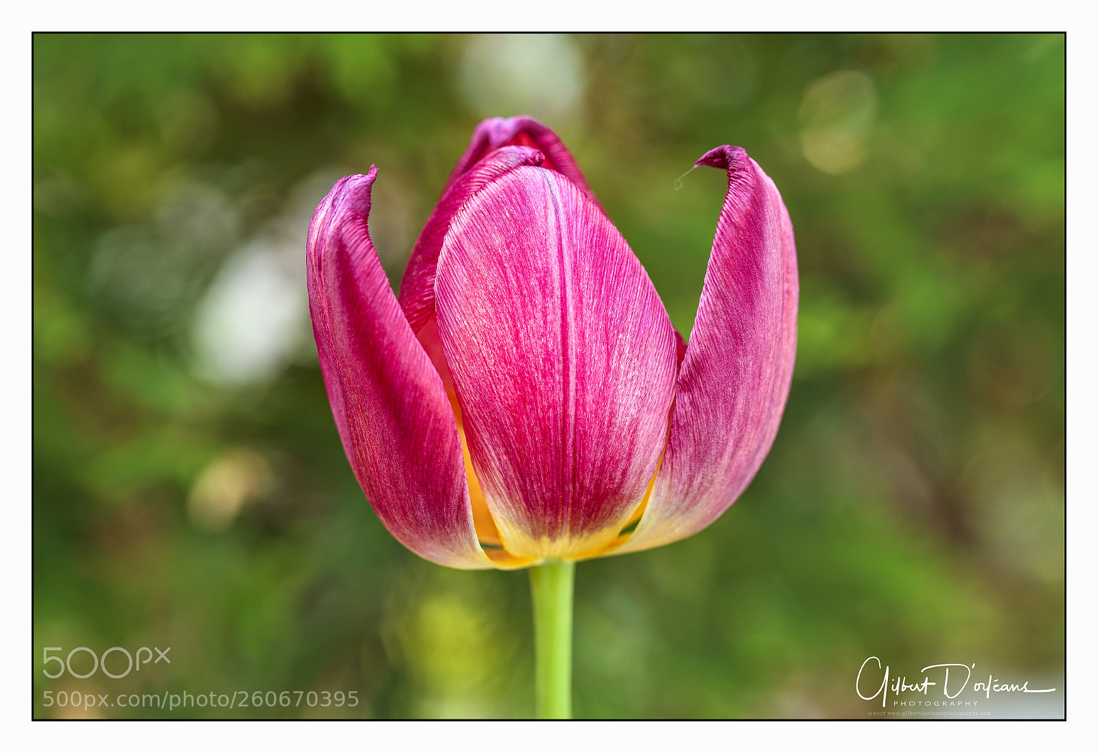 Canon EOS 6D sample photo. Tulips in june photography