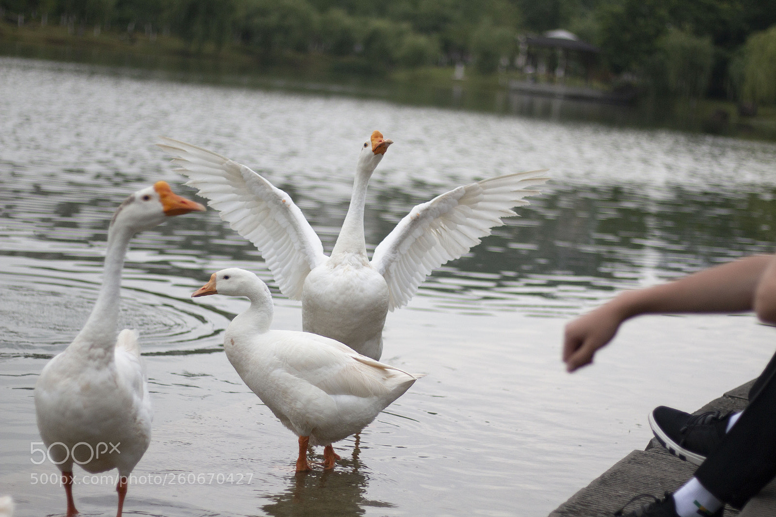 Canon EOS 70D sample photo. Untitled photography
