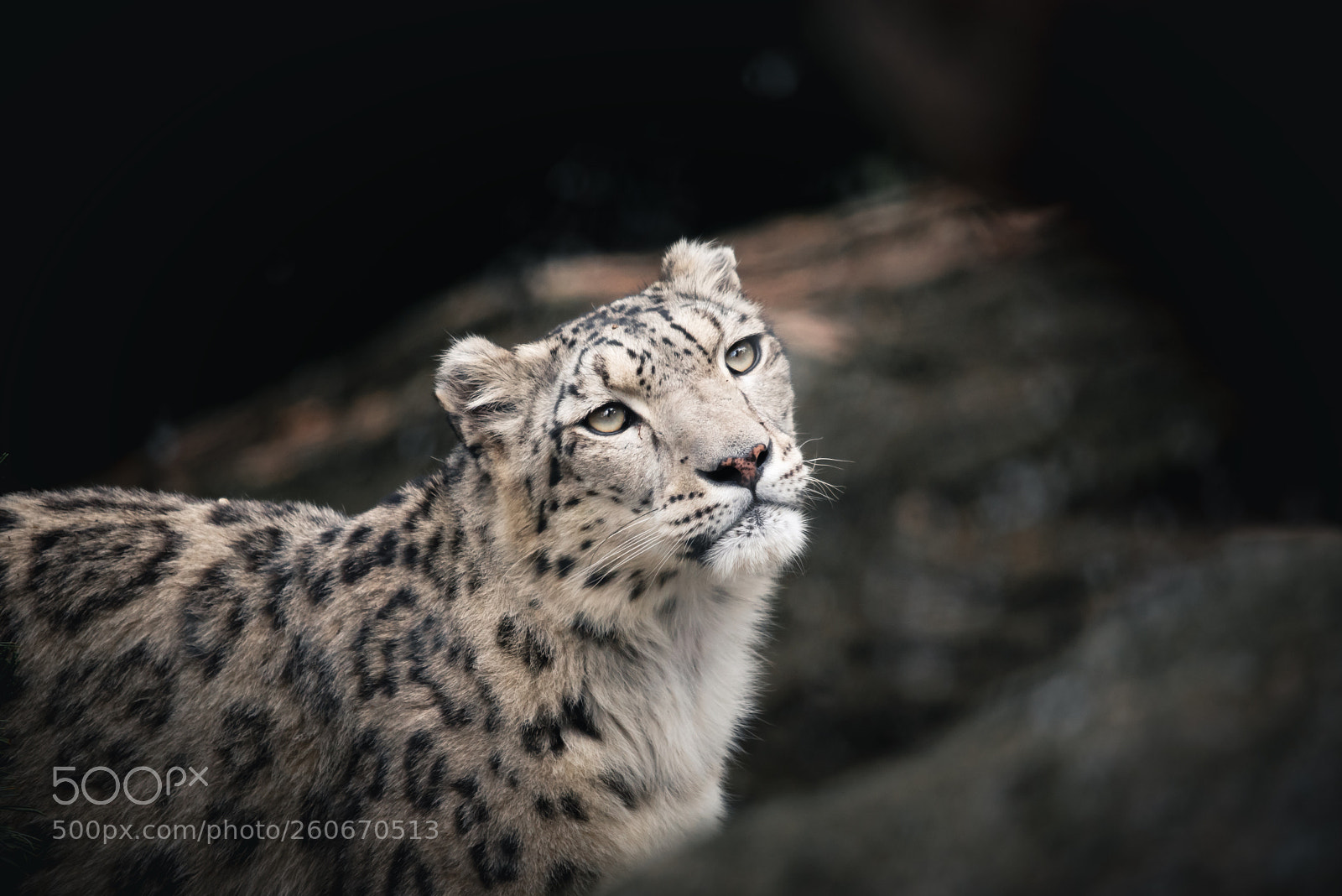 Nikon D750 sample photo. Snow leopard | schneeleopard photography