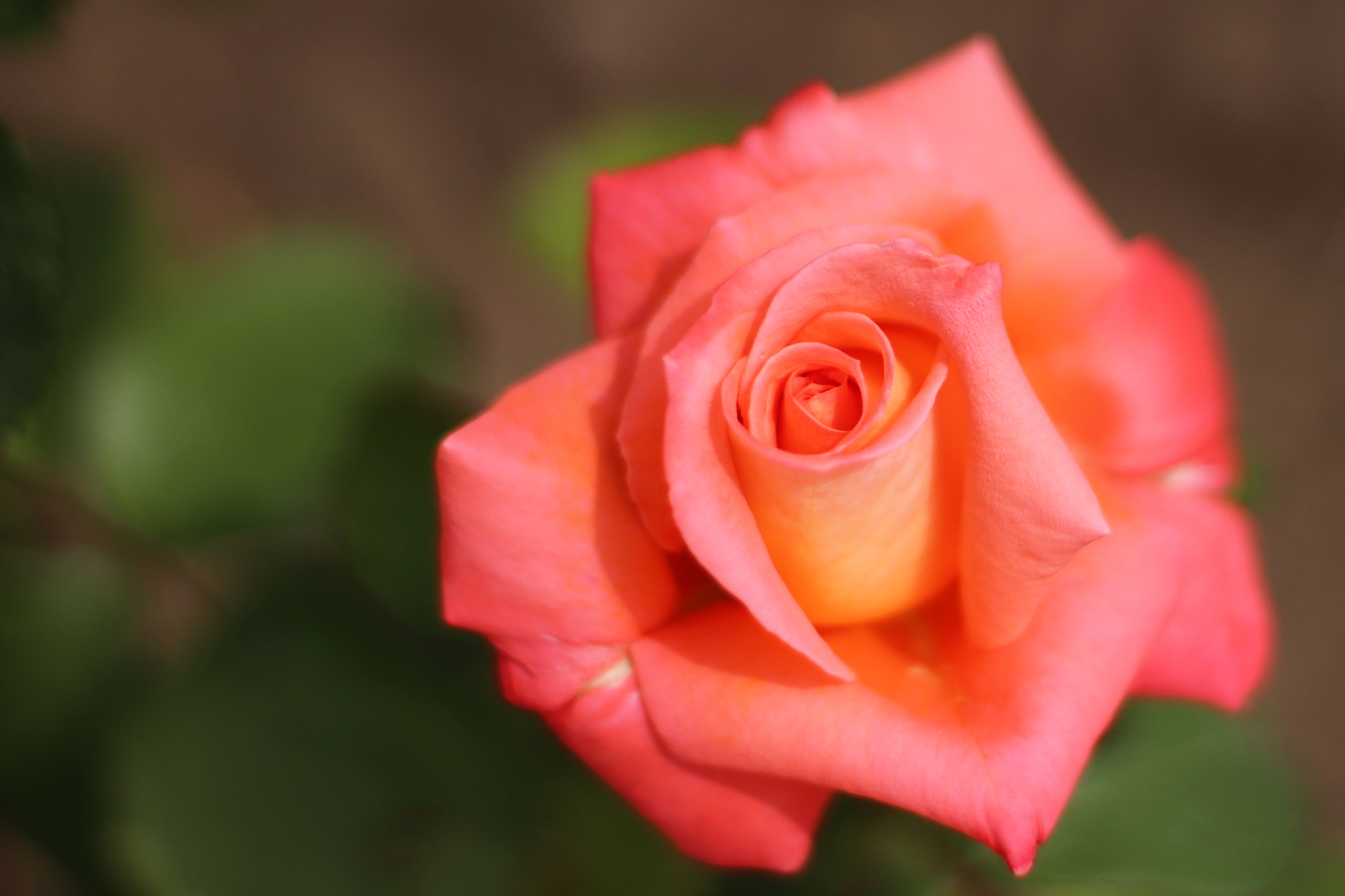 Canon 50mm sample photo. Rose photography