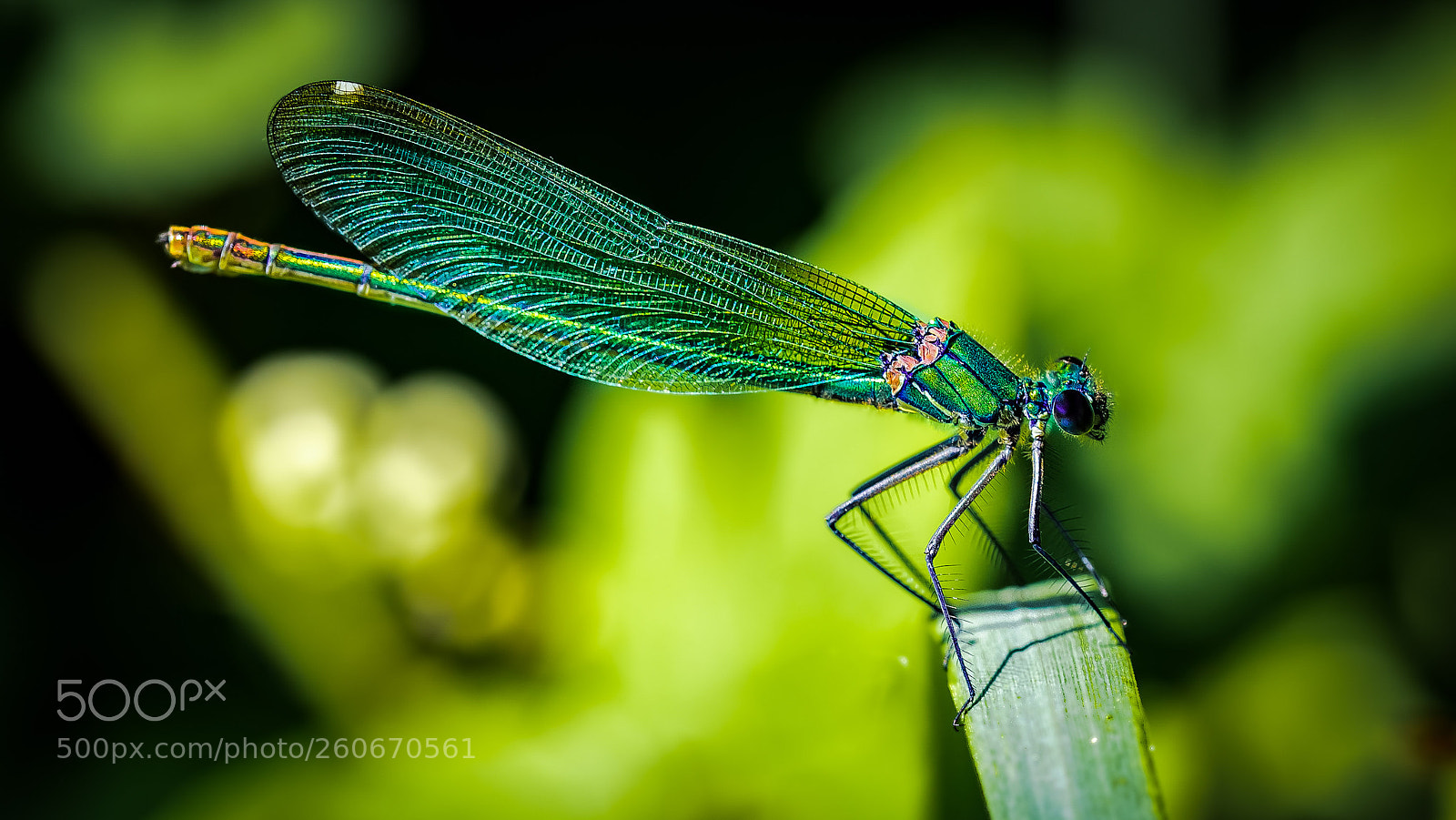 Canon EOS 6D sample photo. Colorful dragonfly photography
