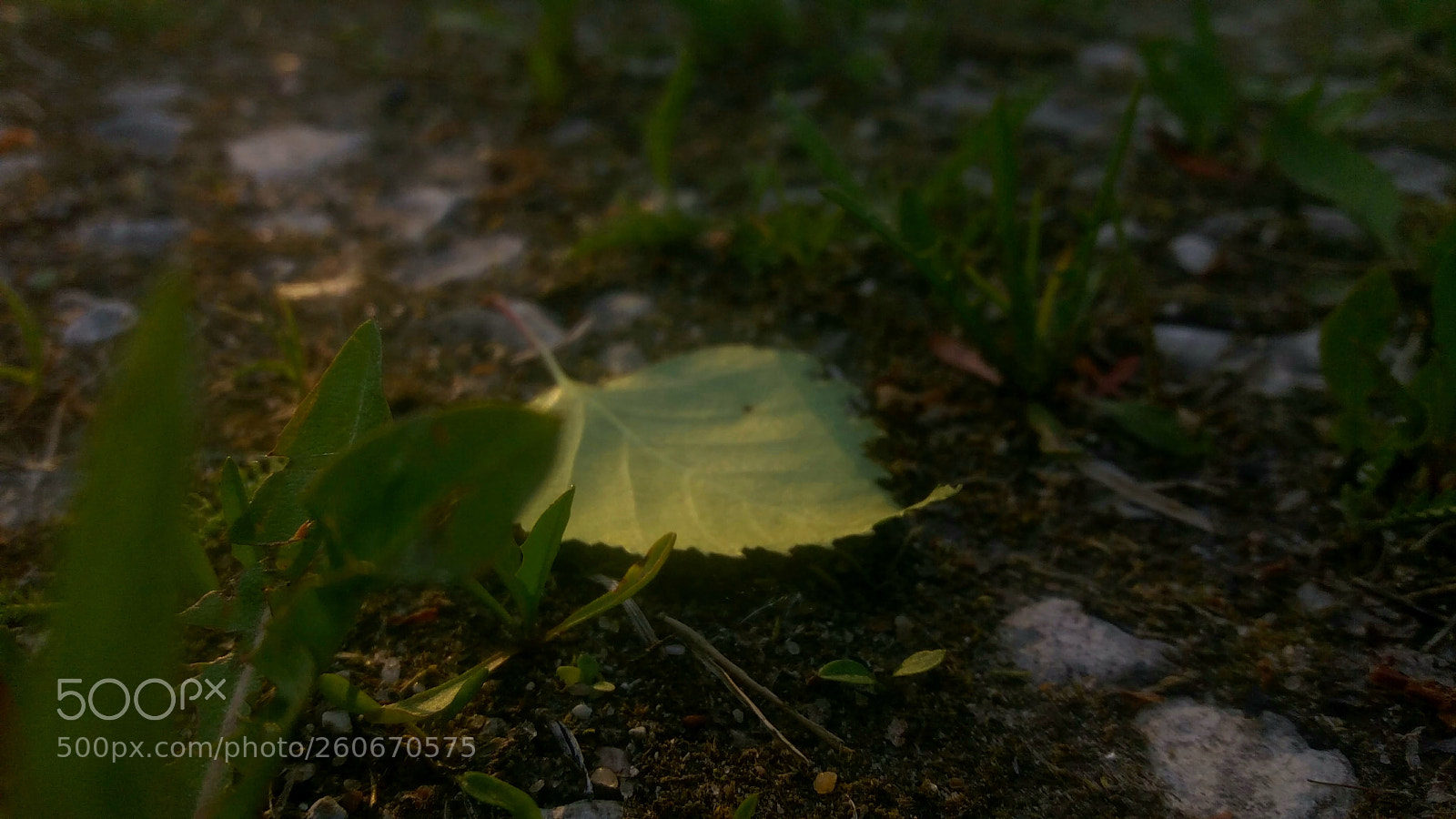 Samsung Galaxy J5(2016) sample photo. A lone leaf photography