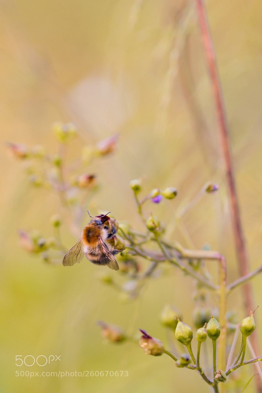 Nikon D500 sample photo. Bee photography