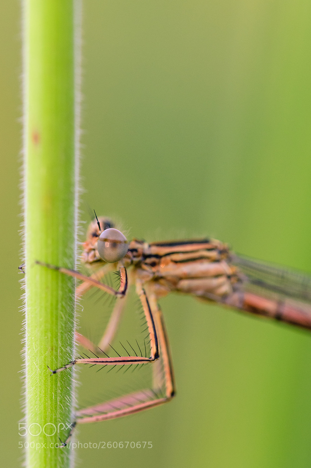 Nikon D500 sample photo. Dragonfly photography