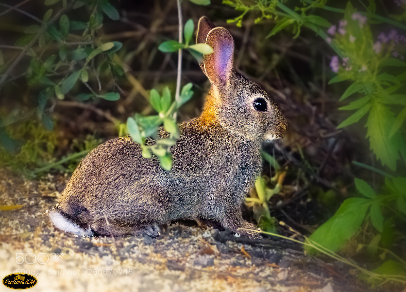 Nikon D5500 sample photo. Esperando a que pase photography