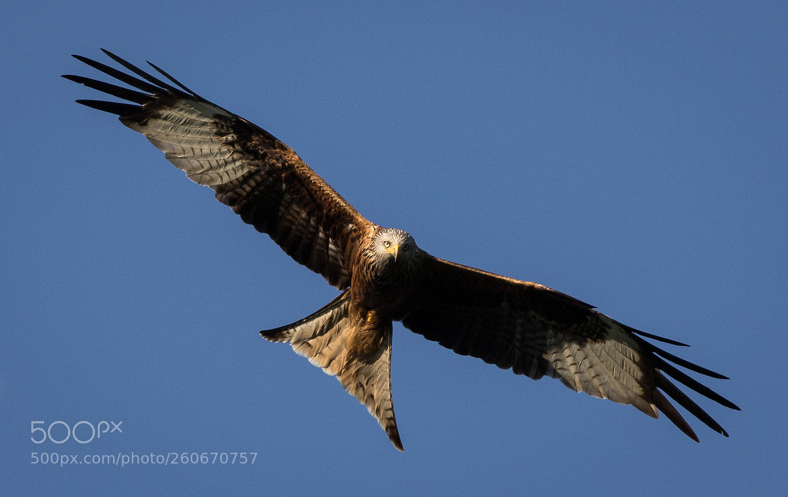 Canon EOS 7D Mark II sample photo. Red kite in flight photography