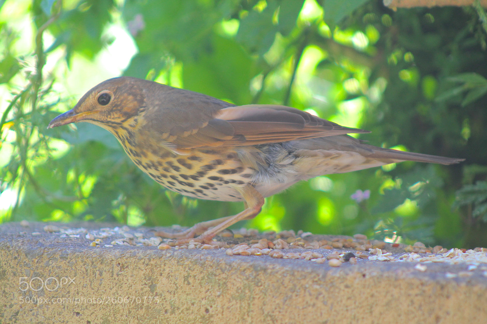 Canon EOS 1100D (EOS Rebel T3 / EOS Kiss X50) sample photo. Song thrush photography