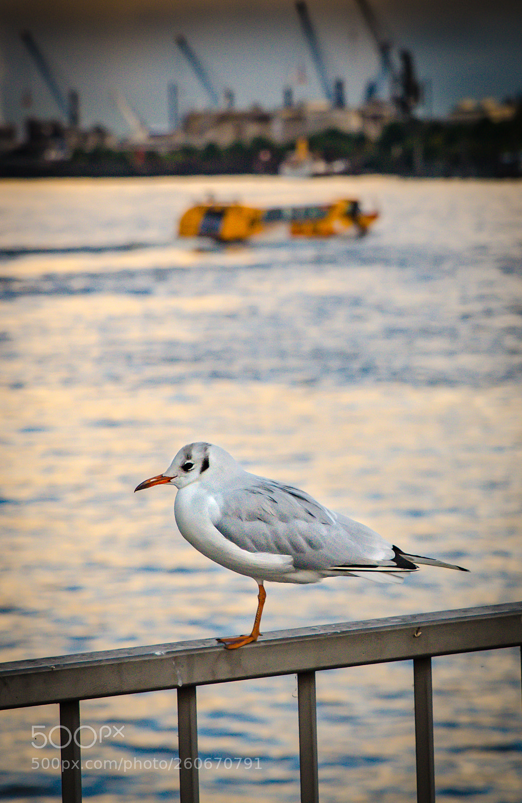 Nikon D7000 sample photo. Chilling seagul photography