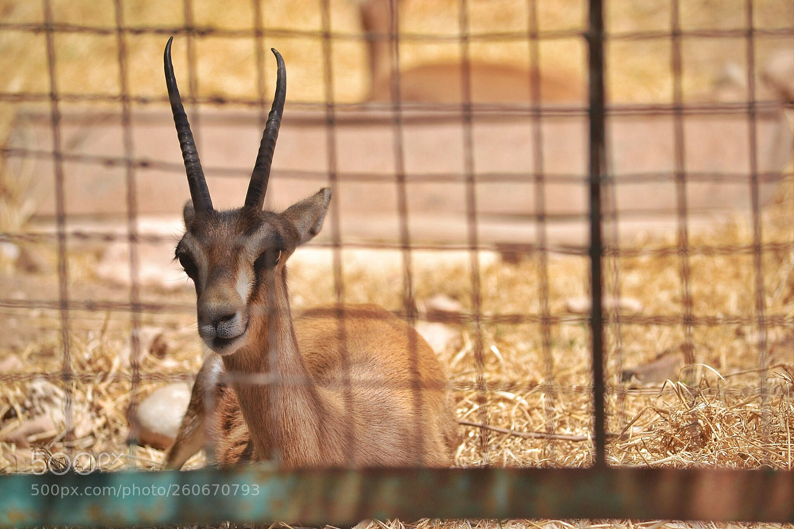 Nikon D3100 sample photo. Antelope photography