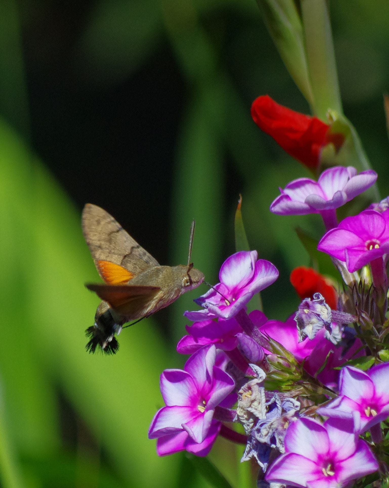 Pentax smc DA 50-200mm F4-5.6 ED WR sample photo. .... photography
