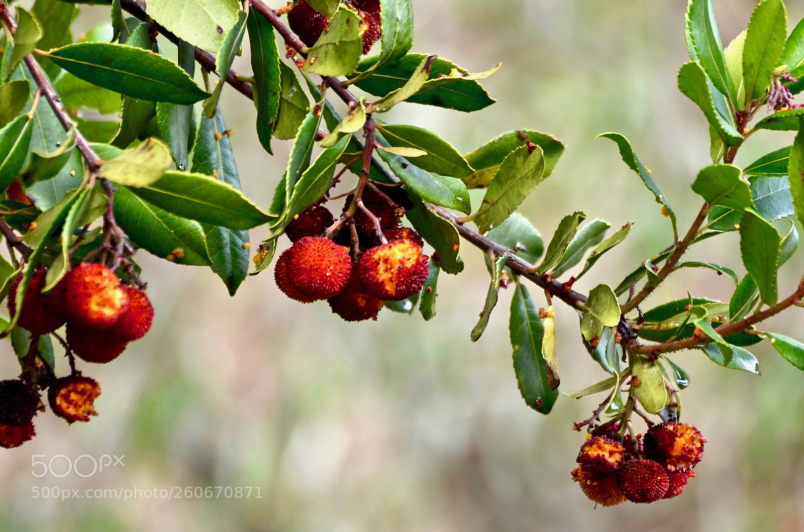 Nikon D7000 sample photo. Fruits (d7k_8970(1)) photography
